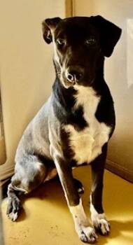 Rescue Labrador Retriever and Mixed Breed Dogs for Adoption in Lathrop, California - A044270 | PetCurious