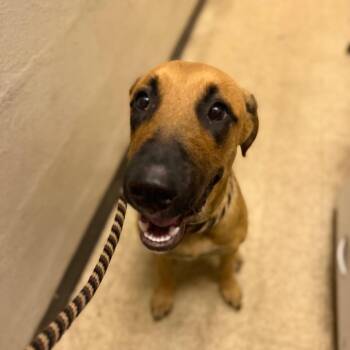 Josie -  Hound Dog for Adoption in Birmingham, Alabama - Josie | PetCurious