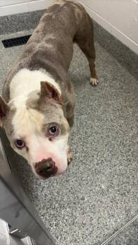 Terrier Dogs Available for Adoption in Van Wert, Ohio - Rollo | PetCurious