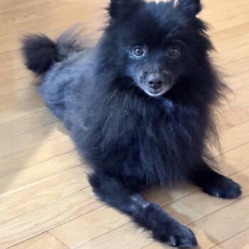 Pomeranian Dogs Available for Adoption in Fayetteville, Georgia - Roscoe | PetCurious