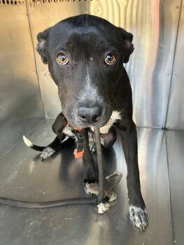 Rescue Mixed Breed Dogs for Adoption in Columbus, Georgia - Geter Tag 6 | PetCurious