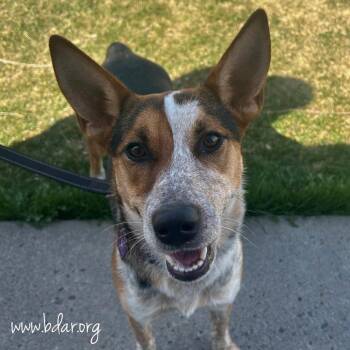 Australian Shepherd and Cattle Dog Dogs Available for Adoption in Cheyenne, Wyoming - Grits | PetCurious