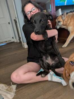 Hound Dogs Available for Adoption - Mabel | PetCurious