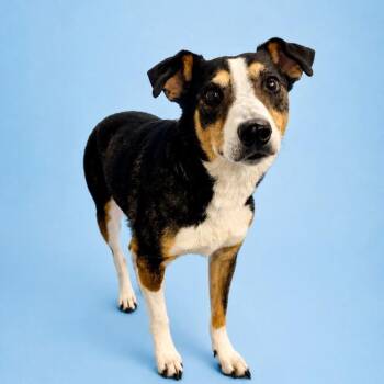 Maud -  Mixed Breed Dog for Adoption in Salt Lake City, Utah - Maud | PetCurious