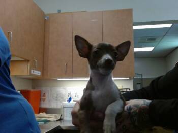 DARIA -  Chihuahua Dog for Adoption in Sacramento, California - DARIA | PetCurious