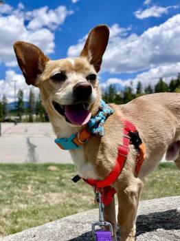 Chihuahua Dogs Available for Adoption in Frisco, Colorado - FRANKLIN | PetCurious