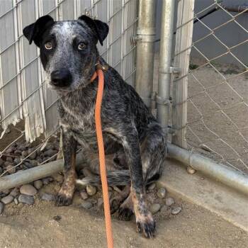 ROGER -  Australian Cattle Dog Blue Heeler and Mixed Breed Dog for Adoption in Ontario, California - ROGER | PetCurious