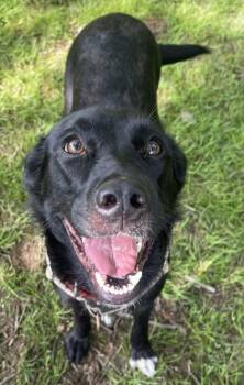Mixed Breed Dogs Available for Adoption in Stanwood, Washington - Delilah | PetCurious