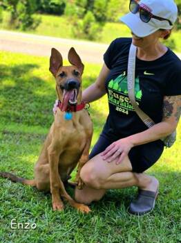 Enzo -  Belgian Shepherd Malinois Dog for Adoption in Watkinsville, Georgia - Enzo | PetCurious