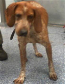 English Coonhound Dogs Available for Adoption in Charlotte, North Carolina - NIGEL | PetCurious