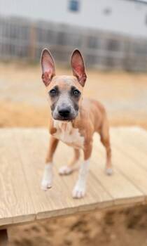 Mixed Breed Dogs Available for Adoption in Muskegon, Michigan - Hattie | PetCurious