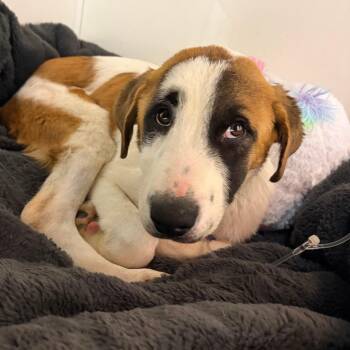 Great Pyrenees and Saint Bernard Dogs Available for Adoption in Austin, Texas - Maxie | PetCurious