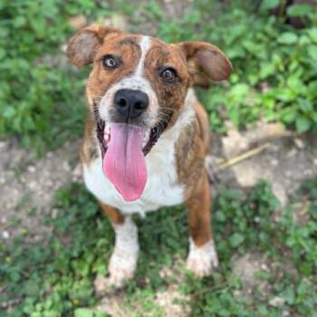 Arby -  Australian Cattle Dog Blue Heeler and Labrador Retriever Dog for Adoption in Marion, Texas - Arby | PetCurious