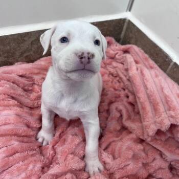 Funshine Bear -  Boxer and Mixed Breed Dog for Adoption in Kanab, Utah - Funshine Bear | PetCurious
