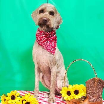 Golden Retriever and Standard Poodle Dogs Available for Adoption in Melbourne, Kentucky - NKY-Stray-290_2 | PetCurious