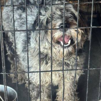 Benji Green -  Schnauzer Dog for Adoption in Anahuac, Texas - Benji Green | PetCurious