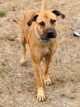 Black Mouth Cur and Rhodesian Ridgeback Dogs Available for Adoption - Carissa | PetCurious