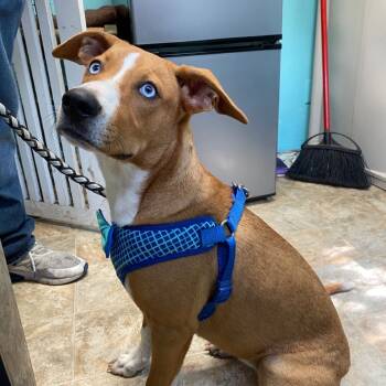 Rescue Terrier and Cattle Dog Dogs for Adoption in Boerne, Texas - Sky | PetCurious