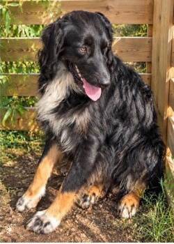 Coleman -  Australian Shepherd Dog for Adoption in Dallas, Texas - Coleman | PetCurious