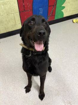 Labrador Retriever Dogs Available for Adoption in Indianapolis, Indiana - LABBI | PetCurious