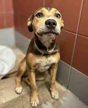 VELVET -  German Shepherd Dog and Staffordshire Bull Terrier Dog for Adoption in Houston, Texas - VELVET | PetCurious
