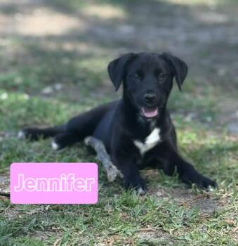 Black Labrador Retriever and Spaniel Dogs Available for Adoption in Bethpage, New York - Jennifer | PetCurious