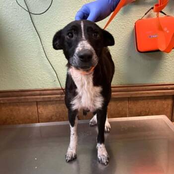 Border Collie and Labrador Retriever Dogs Available for Adoption in Madill, Oklahoma - Fourteen | PetCurious