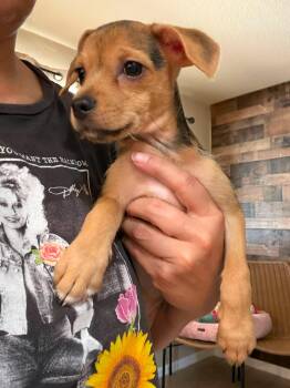 The Bunnies - Mopsy -  Chihuahua and Cairn Terrier Dog for Adoption in Phoenix, Arizona - The Bunnies - Mopsy | PetCurious