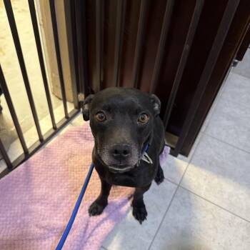 Butch -  Dachshund and Mixed Breed Dog for Adoption in Casa Grande, Arizona - Butch | PetCurious