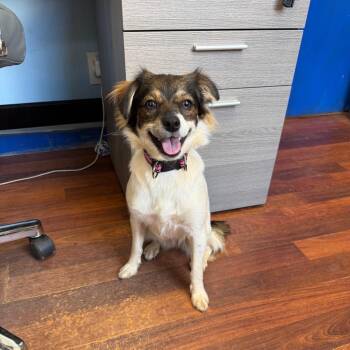 Lei -  Chihuahua Dog for Adoption in Wahiawa, Hawaii - Lei | PetCurious