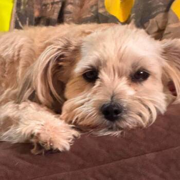 Little Bit -  Maltese Dog for Adoption in Loves Park, Illinois - Little Bit | PetCurious