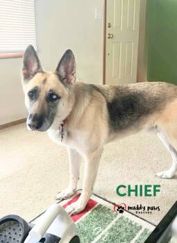 Chief -  German Shepherd Dog Dog for Adoption in Council Bluffs, Iowa - Chief | PetCurious
