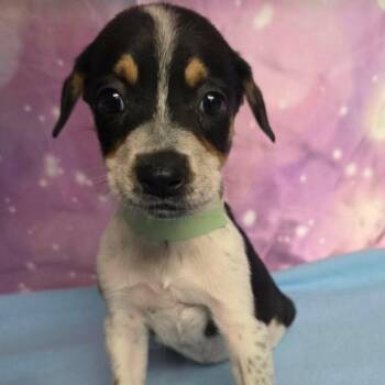 Gidget -  Mixed Breed Dog for Adoption in Fort Collins, Colorado - Gidget | PetCurious