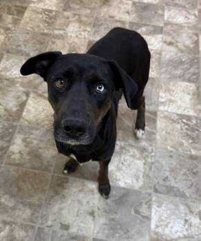American Staffordshire Terrier and Alaskan Malamute Dogs Available for Adoption in Hiawatha, Kansas - Janie | PetCurious