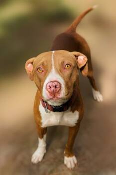 Rescue Pit Bull Terrier and Affenpinscher Dogs for Adoption in Hardeeville, South Carolina - Ducky | PetCurious