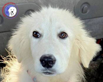 Rescue Great Pyrenees Dogs for Adoption in Spring, Texas - Peter | PetCurious