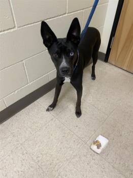 Jinx -  German Shepherd Dog Dog for Adoption in Vancouver, Washington - Jinx | PetCurious