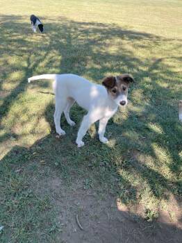 Rescue Greyhound and Borzoi Dogs for Adoption in New Milford, Connecticut - Sadie | PetCurious