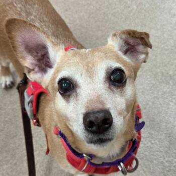 Chihuahua and Dachshund Dogs Available for Adoption in Zanesville, Ohio - Taz | PetCurious