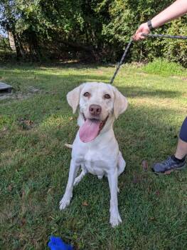Rescue Yellow Labrador Retriever Dogs for Adoption in Thomasville, North Carolina - Ludwig | PetCurious