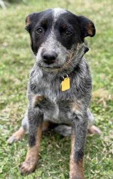 Cattle Dog Dogs Available for Adoption - Rose | PetCurious