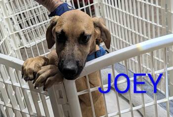 Joe -  Shepherd and Great Dane Dog for Adoption in Thornton, Colorado - Joe | PetCurious
