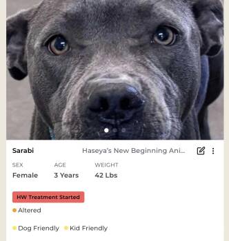 Rescue Mixed Breed Dogs for Adoption in Rayne, Louisiana - Sarabi | PetCurious