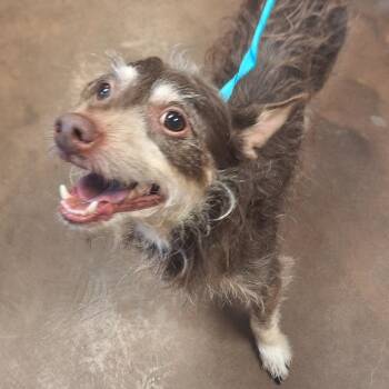Mohawk -  Chihuahua Dog for Adoption in Flagstaff, Arizona - Mohawk | PetCurious