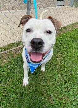 Pit Bull Terrier Dogs Available for Adoption in Fayetteville, Arkansas - Brick  | PetCurious