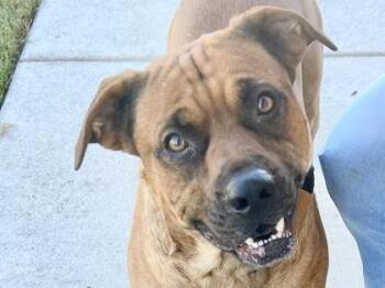 Rescue Mixed Breed Dogs for Adoption in Georgetown, Texas - Slade | PetCurious