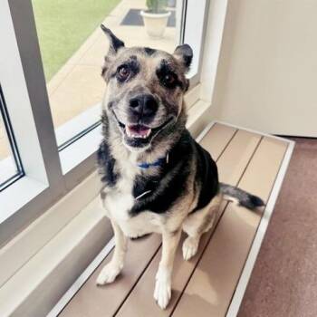 Mazikeen -  German Shepherd Dog Dog for Adoption in Brentwood, Missouri - Mazikeen | PetCurious