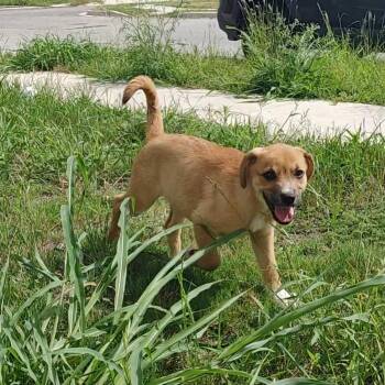 tiger -  Shepherd Dog for Adoption in Seguin, Texas - Tiger | PetCurious