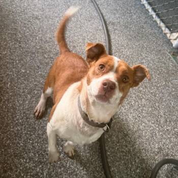 Mixed Breed Dogs Available for Adoption - Secret | PetCurious