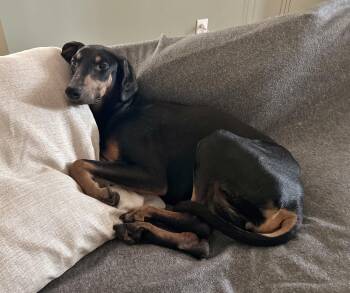 Lucy -  Doberman Pinscher Dog for Adoption in Silver Spring, Maryland - Lucy | PetCurious